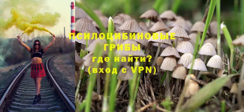 Псилоцибиновые грибы Psilocybe  как найти   Мышкин 